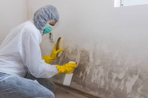 Certified Mold Removal in East Berlin, PA