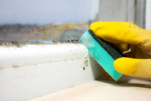 Crawl Space Mold Removal in East Berlin, PA