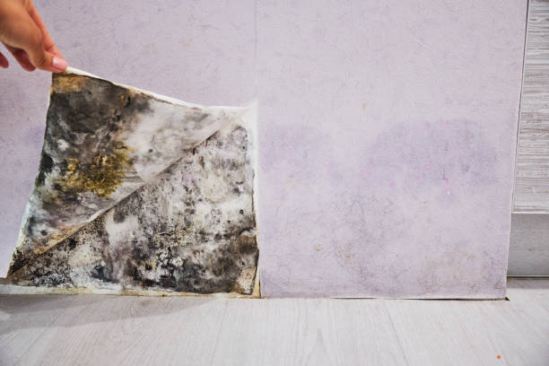 Best Mold Damage Repair  in East Berlin, PA